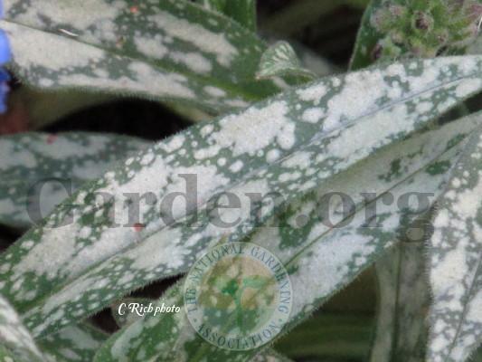Photo of Pulmonaria (Pulmonaria longifolia subsp. cevennensis) uploaded by Char