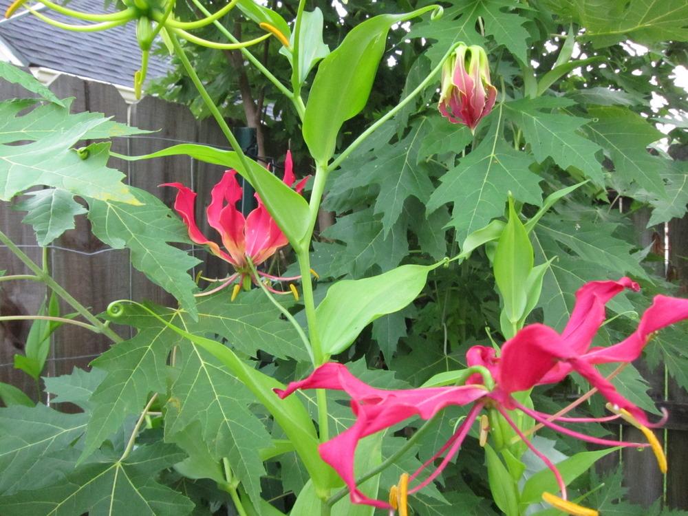 Photo of Gloriosa Lily (Gloriosa superba) uploaded by piksihk
