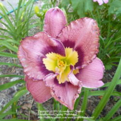 Location: my garden zone 7b NC
Date: 2012-05-26
First bloom on new plant