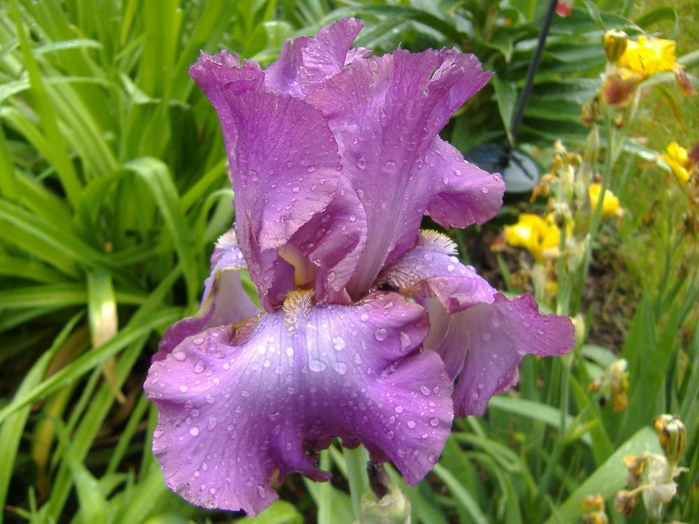 Photo of Tall Bearded Iris (Iris 'Lorilee') uploaded by tveguy3