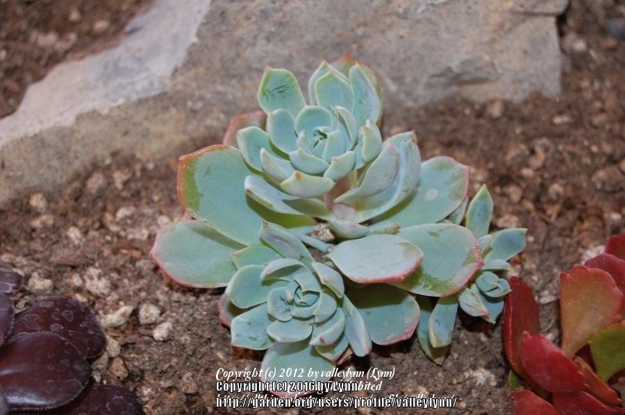 Photo of Graptoveria (XGraptoveria 'Moonglow') uploaded by valleylynn