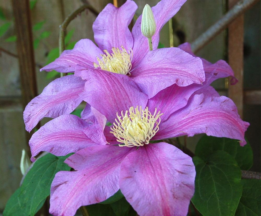 Photo of Clematis 'Twilight' uploaded by venu209