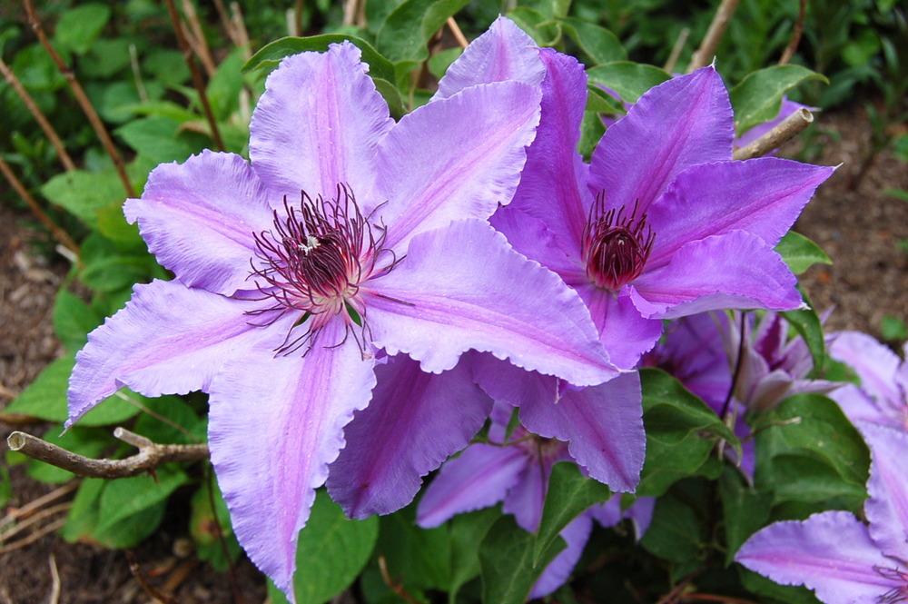 Photo of Clematis 'Ilka' uploaded by venu209