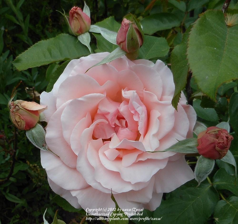 Photo of Rose (Rosa 'Mother of Pearl') uploaded by zuzu