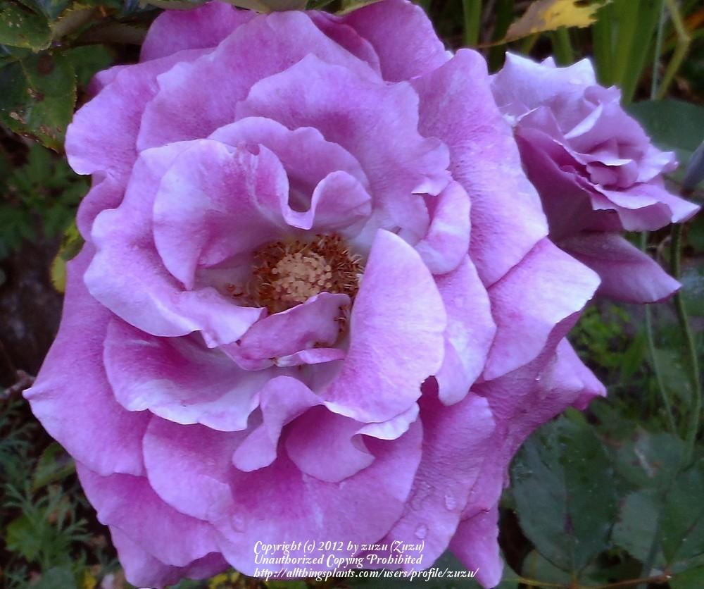 Photo of Rose (Rosa 'Melody Parfumee') uploaded by zuzu