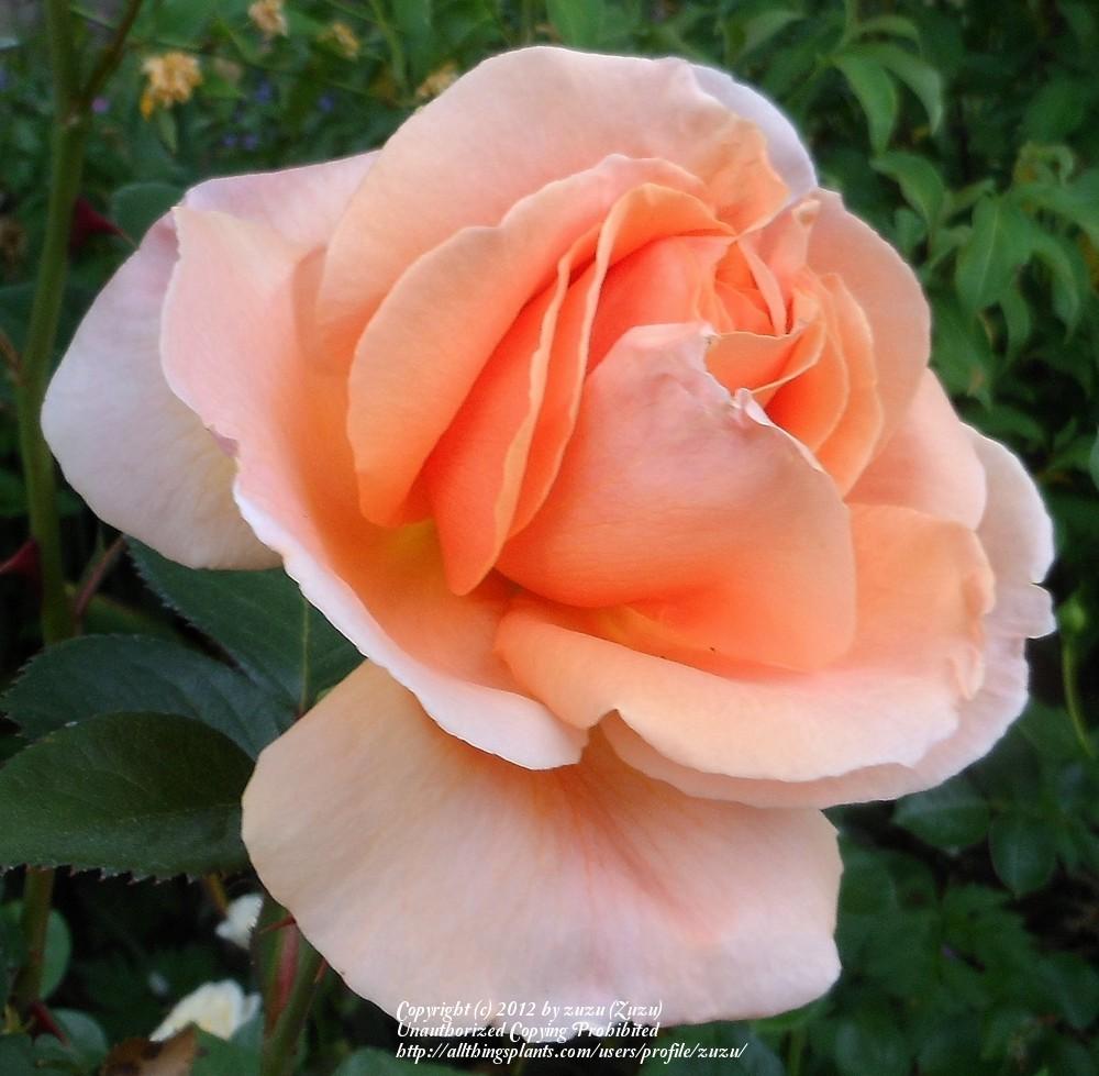 Photo of Rose (Rosa 'Louis de Funes') uploaded by zuzu