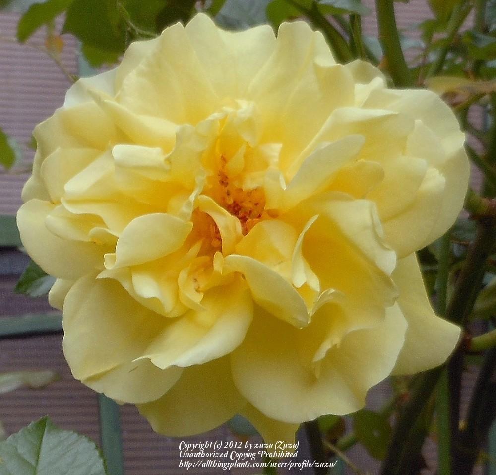Photo of Rose (Rosa 'Lemon Meringue') uploaded by zuzu