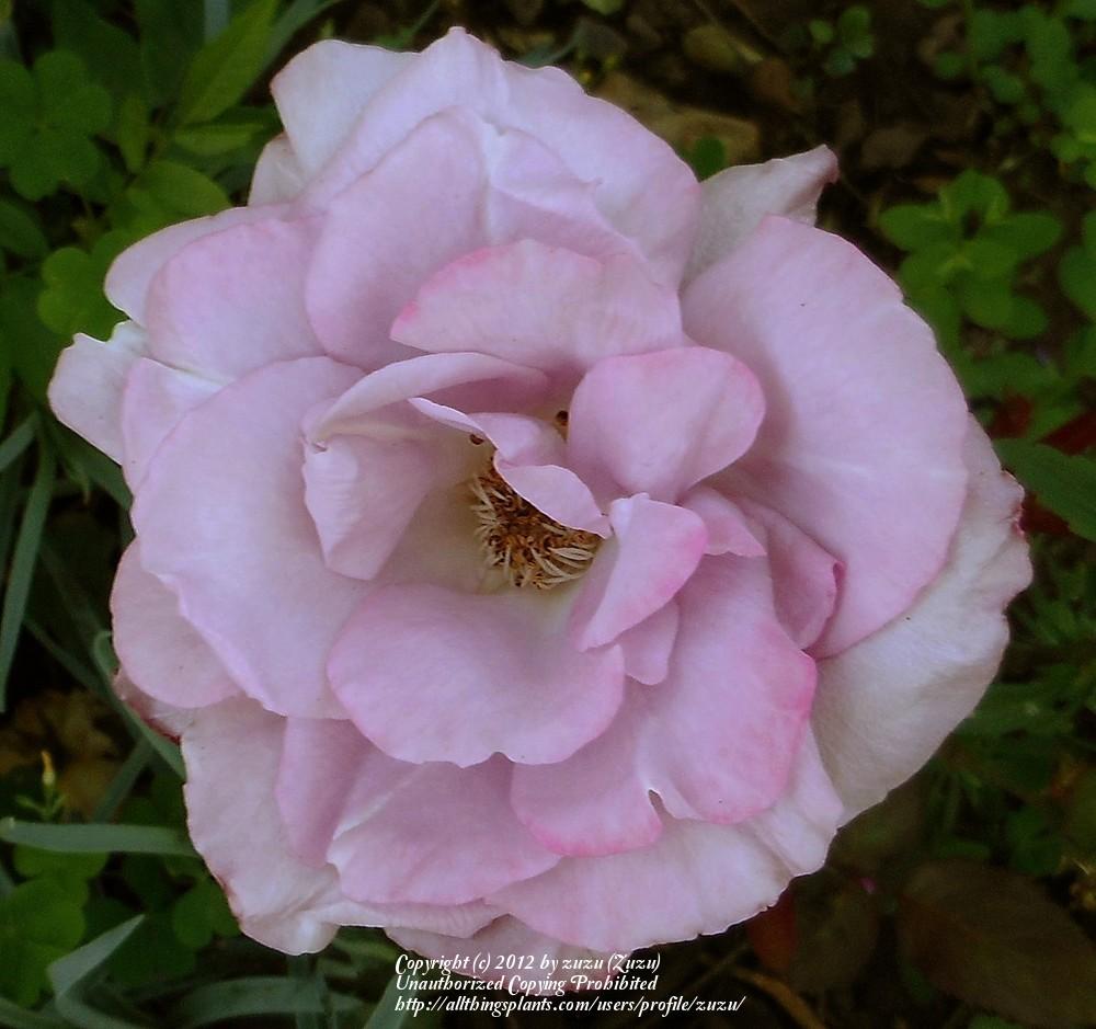Photo of Rose (Rosa 'Madame Violet') uploaded by zuzu