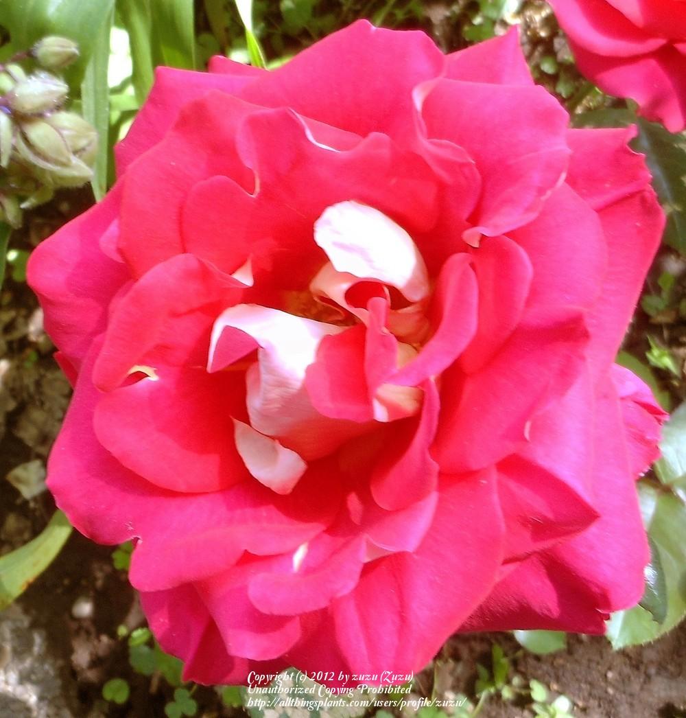 Photo of Rose (Rosa 'Magic Beauty') uploaded by zuzu