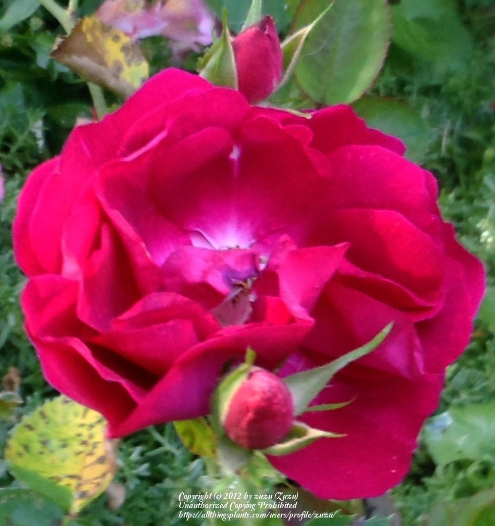 Photo of Rose (Rosa 'Noella Nabonnand') uploaded by zuzu