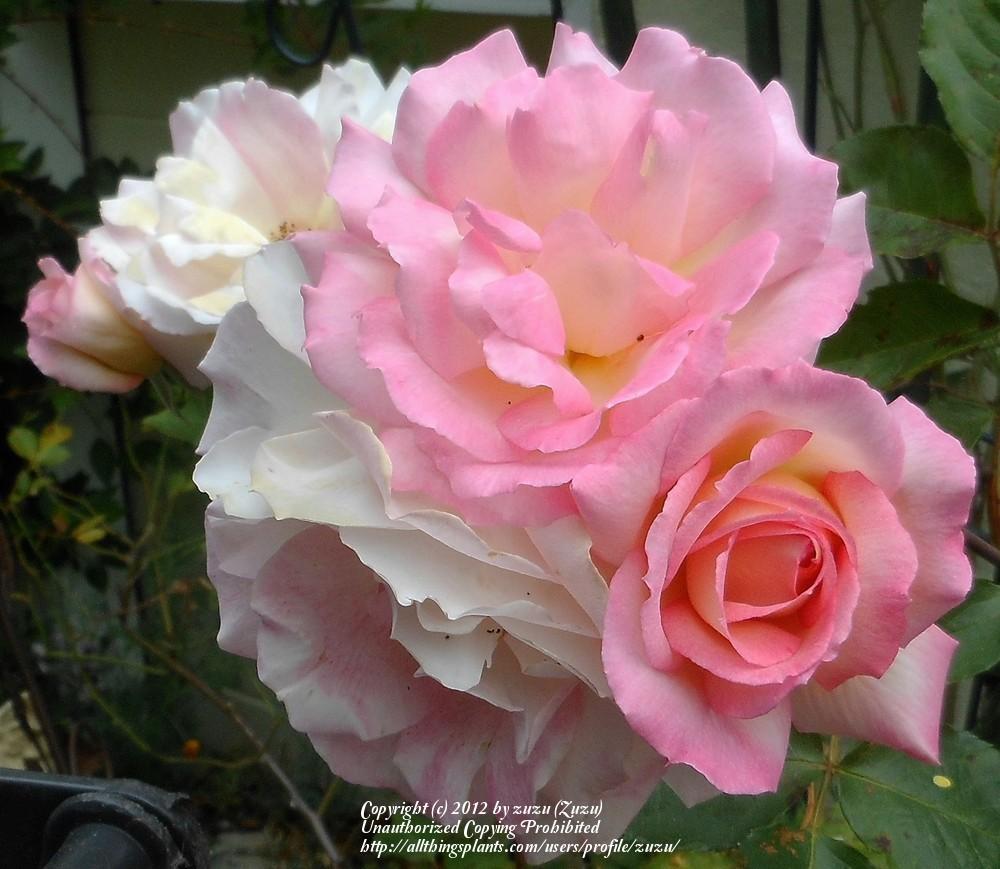 Photo of Rose (Rosa 'Our Pearl') uploaded by zuzu