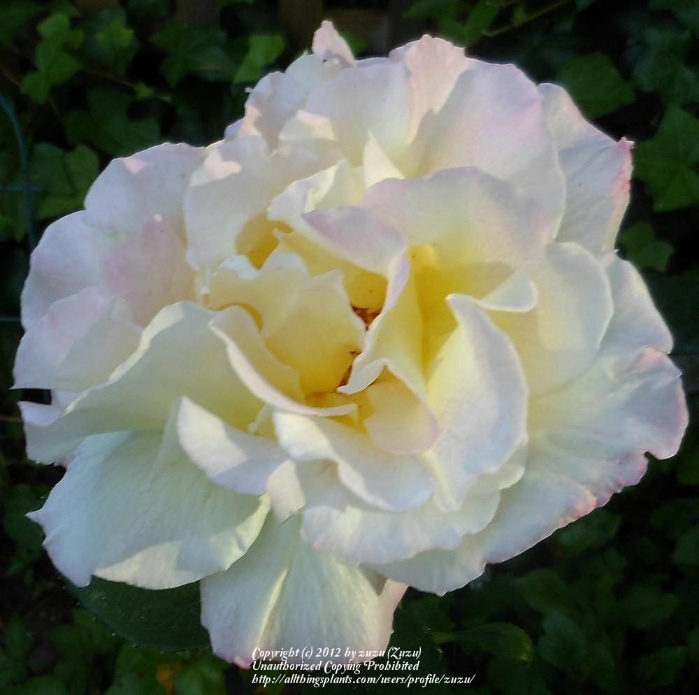 Photo of Rose (Rosa 'Orchard's Pride') uploaded by zuzu