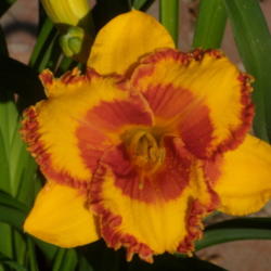 Location: My garden in Bakersfield, CA
Date: 2012-05-20 