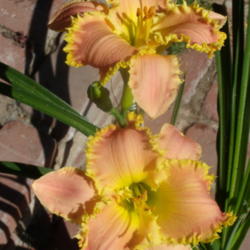 Location: My garden in Bakersfield, CA
Date: 2012-05-22 