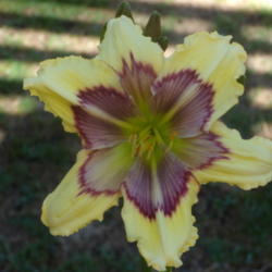 Location: My garden in Bakersfield, CA
Date: 2012-05-21 
