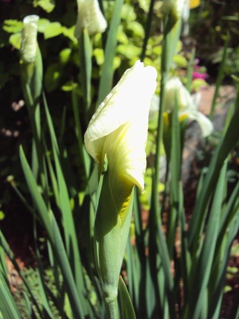Photo of Siberian Iris (Iris 'Gull's Wing') uploaded by Maridell