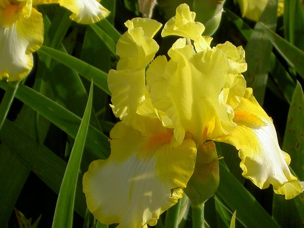 Photo of Tall Bearded Iris (Iris 'Fringe of Gold') uploaded by Muddymitts