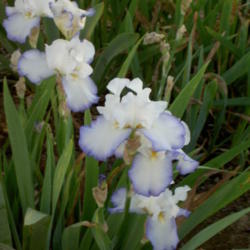 Location: Western Kentucky
Date: April 2012
An elegant Iris!!