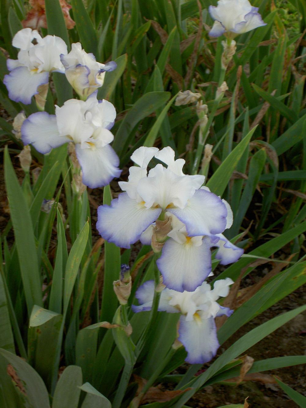 Photo of Tall Bearded Iris (Iris 'Northern Mist') uploaded by Muddymitts