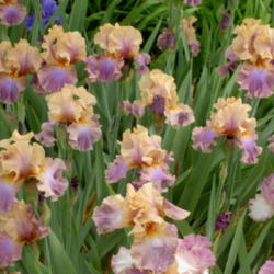 Location: Western Kentucky
Date: April 2012
My very favorite Iris!!  I never get tired of looking at it.