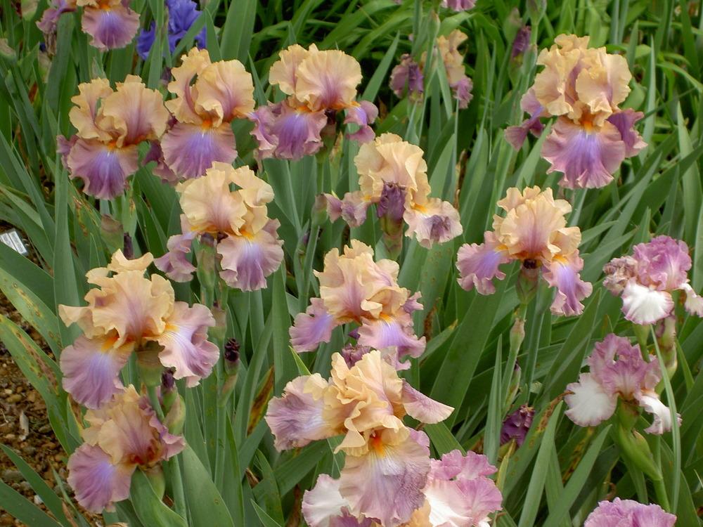 Photo of Tall Bearded Iris (Iris 'Chasing Rainbows') uploaded by Muddymitts