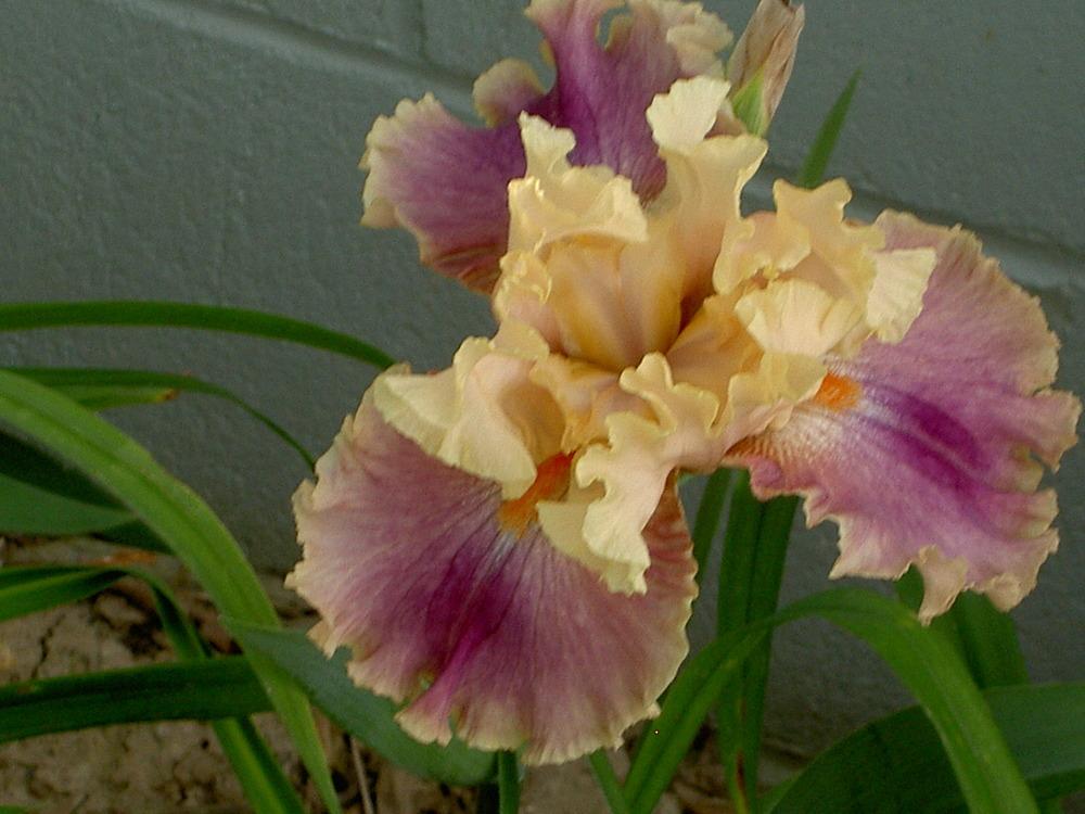 Photo of Tall Bearded Iris (Iris 'Act of Kindness') uploaded by Muddymitts