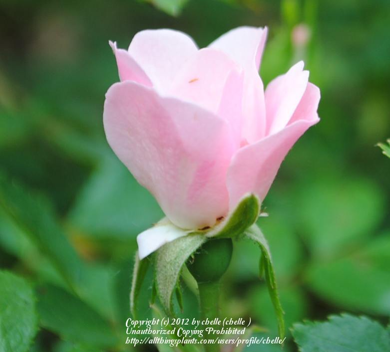 Photo of Shrub Rose (Rosa 'Bonica') uploaded by chelle