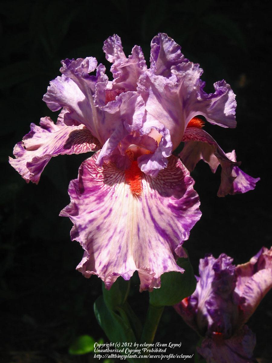 Photo of Tall Bearded Iris (Iris 'Squid Squirt') uploaded by eclayne