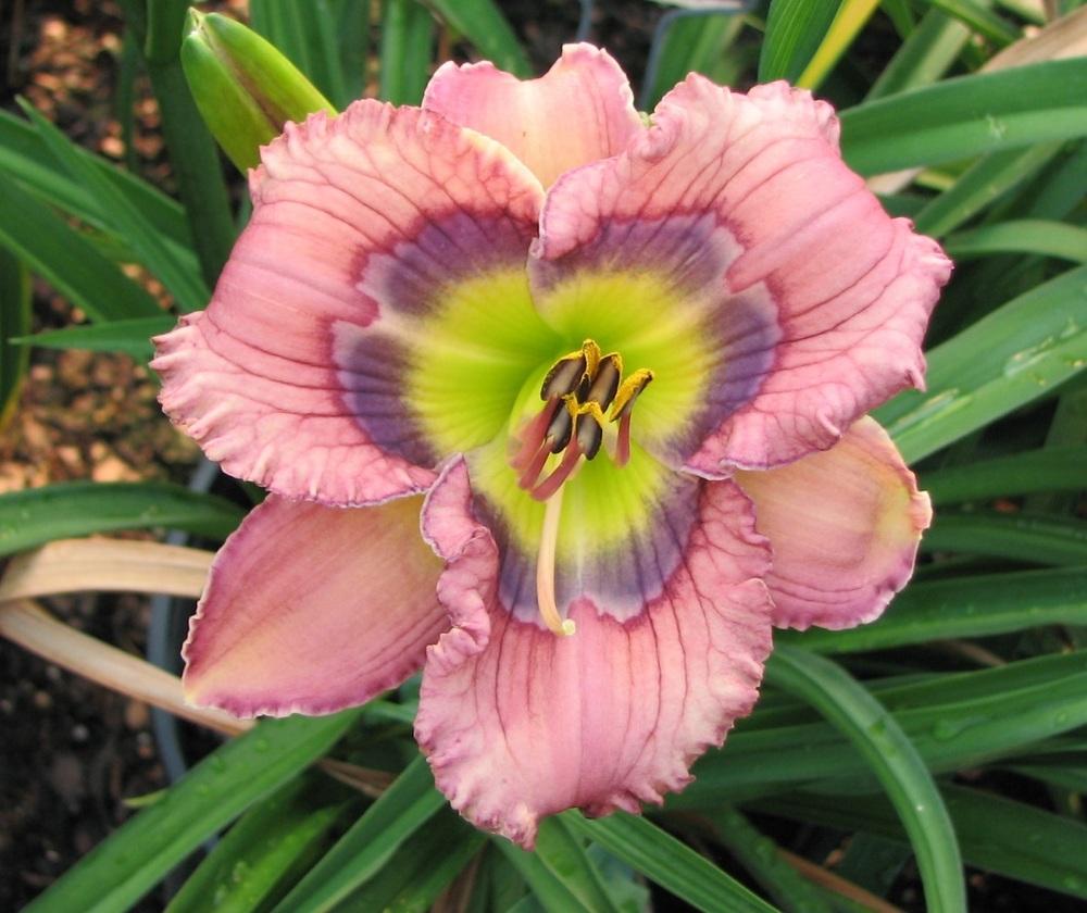 Photo of Daylily (Hemerocallis 'All Star Edition') uploaded by tink3472