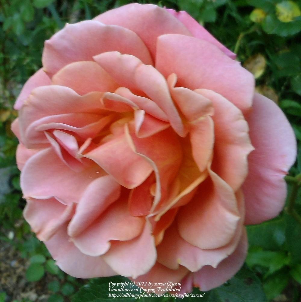 Photo of Rose (Rosa 'Pumpkin Patch') uploaded by zuzu