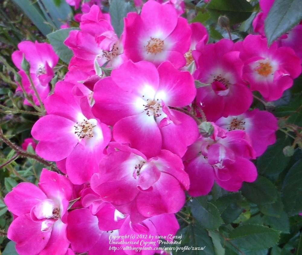 Photo of Rose (Rosa 'Phalaenopsis') uploaded by zuzu
