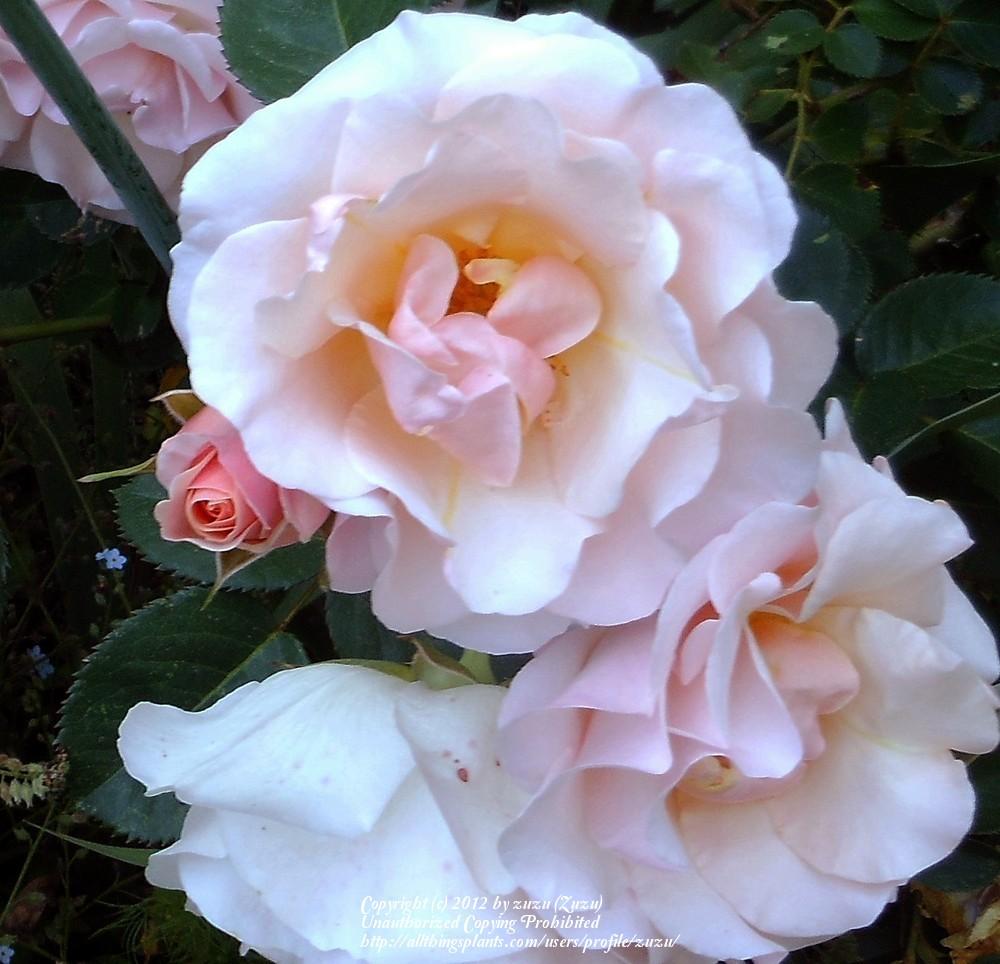 Photo of Rose (Rosa 'Pretty Lady') uploaded by zuzu