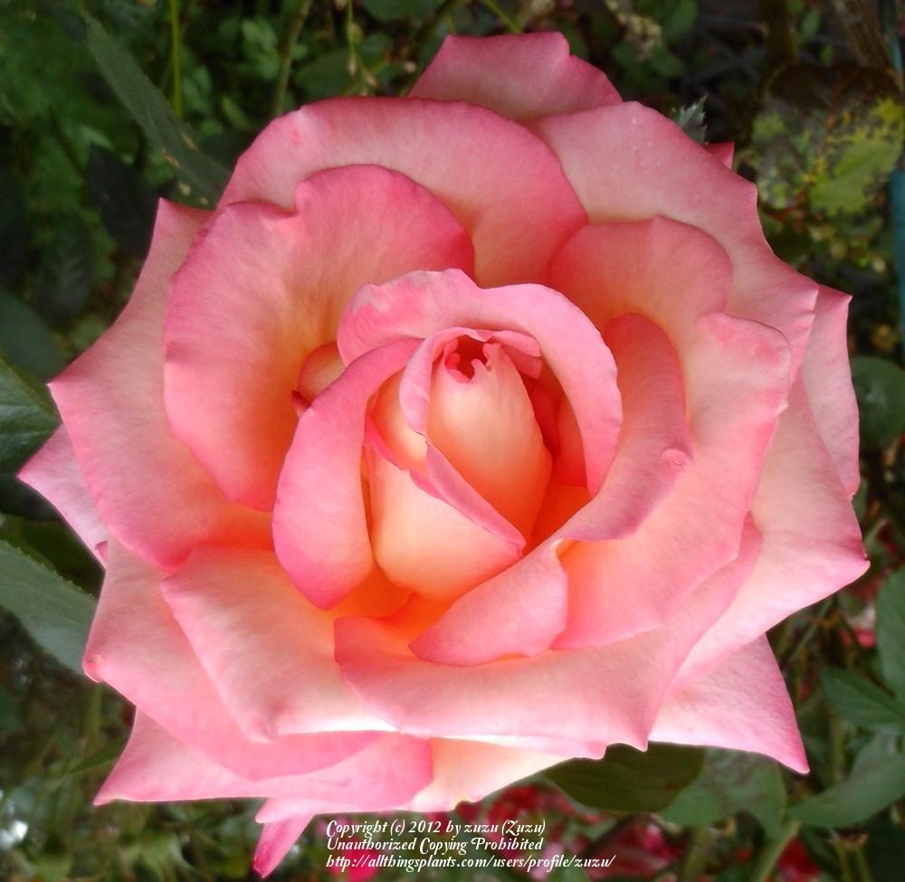 Photo of Rose (Rosa 'Die Welt') uploaded by zuzu