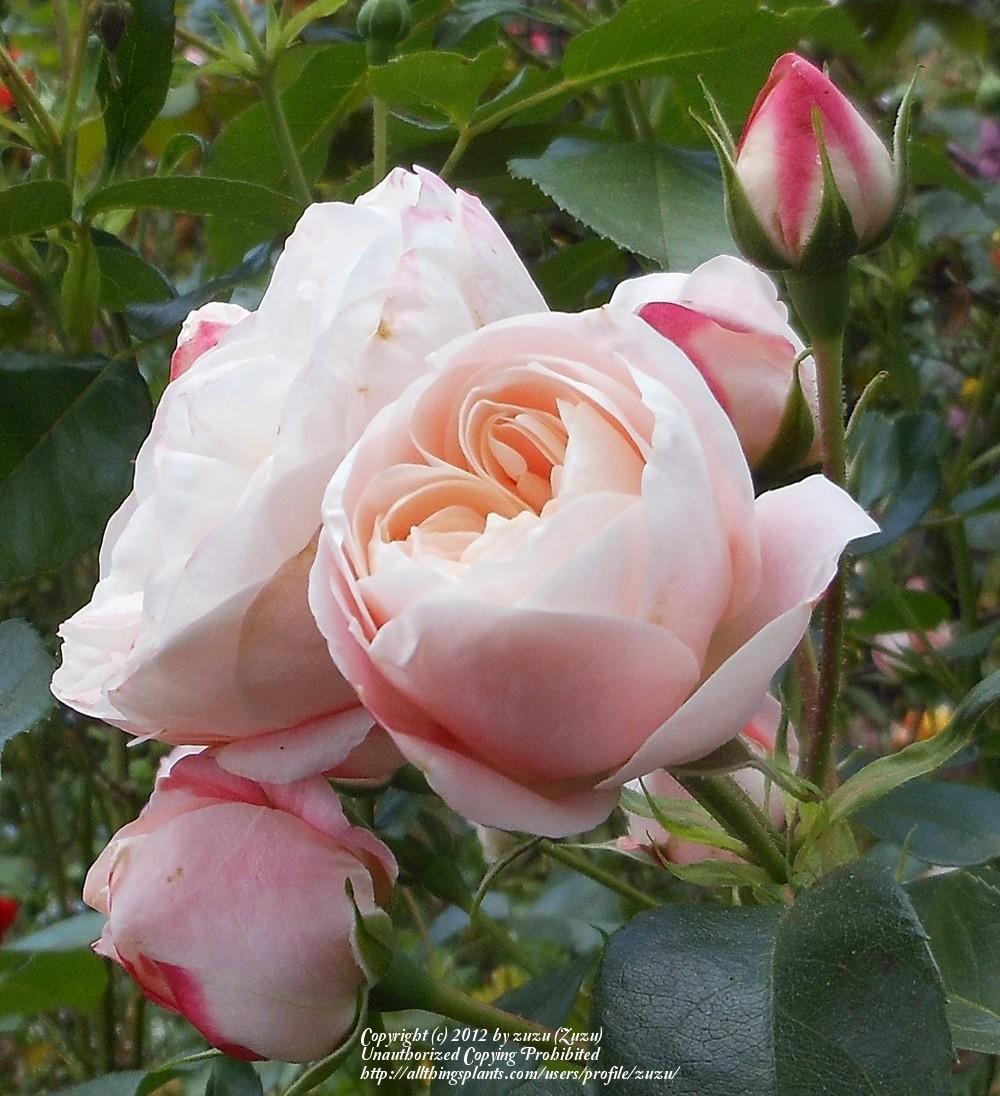 Photo of Rose (Rosa 'Carcassonne Castle') uploaded by zuzu