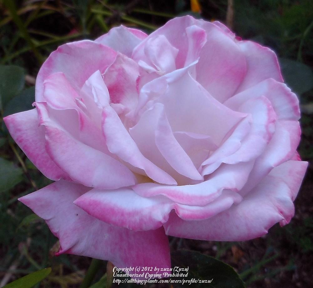 Photo of Rose (Rosa 'Silverado') uploaded by zuzu