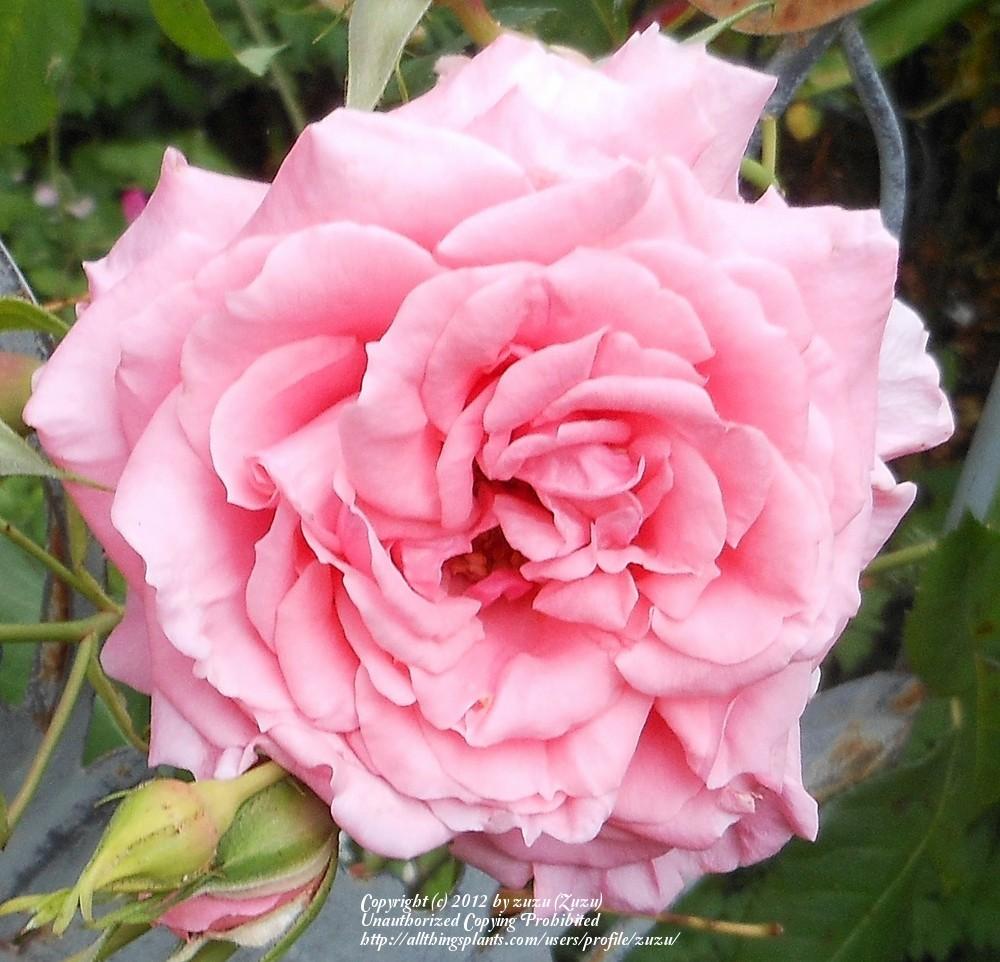 Photo of Rose (Rosa 'Pink-a-Boo') uploaded by zuzu