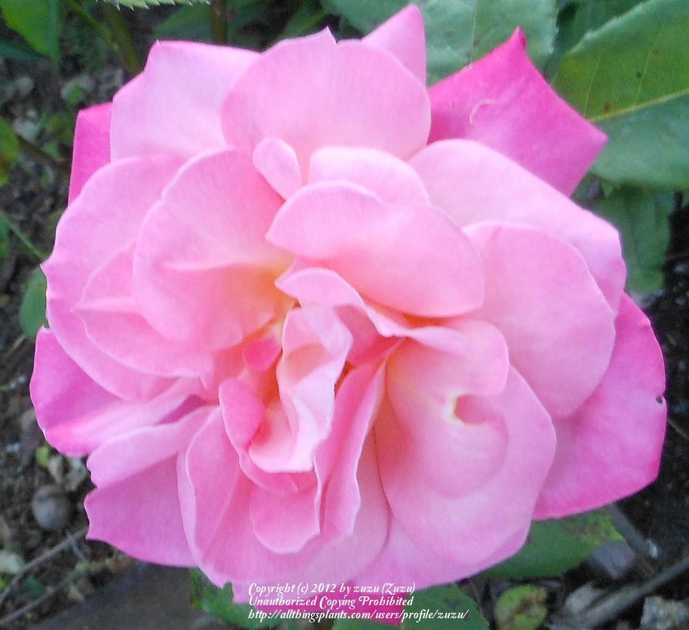 Photo of Rose (Rosa 'Pink Parfait') uploaded by zuzu