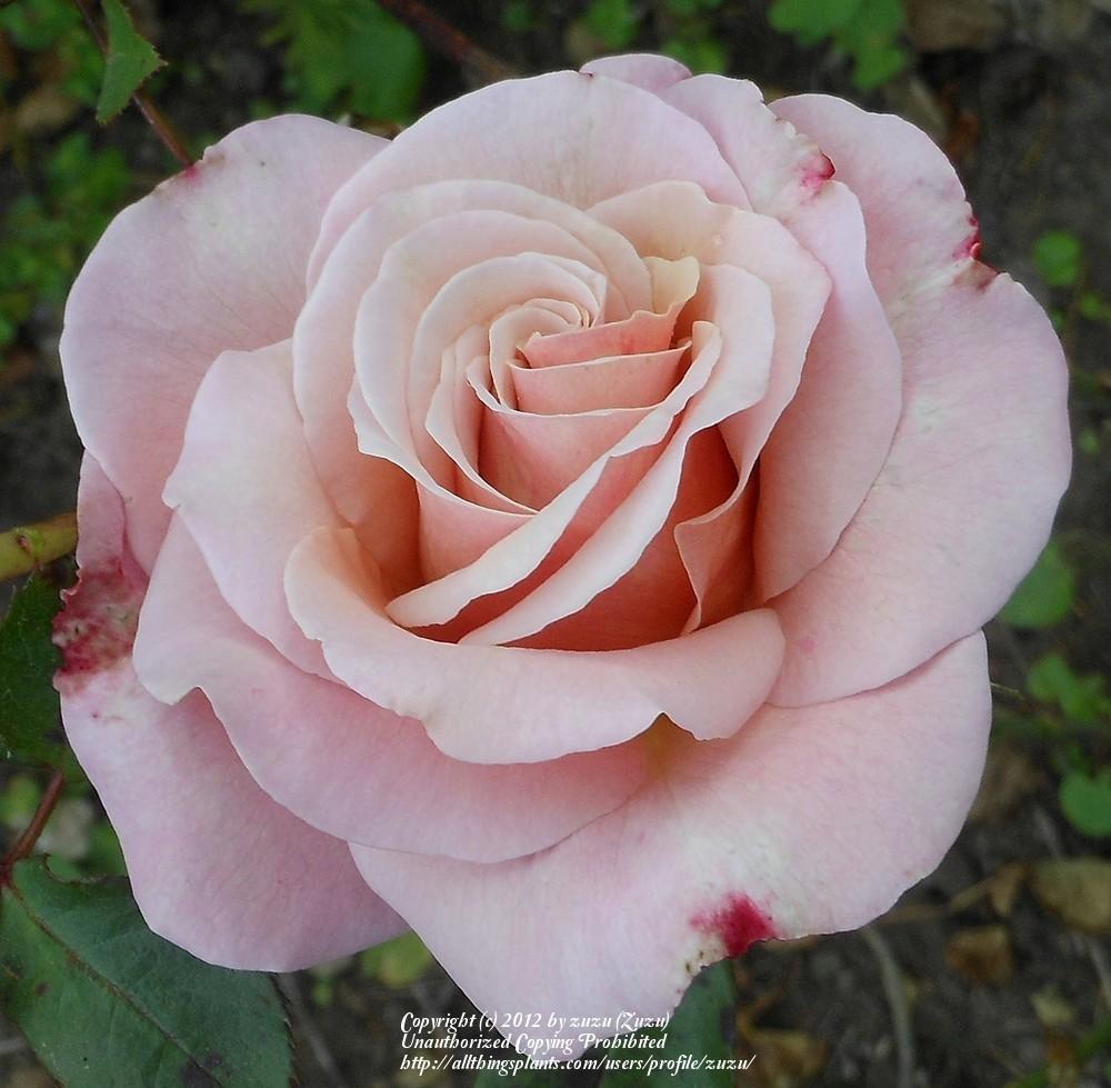 Photo of Rose (Rosa 'Almondeen') uploaded by zuzu