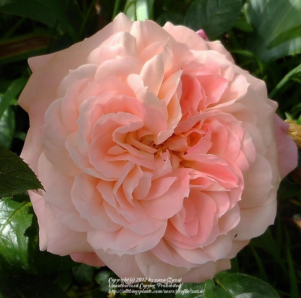 Photo of Rose (Rosa 'Queen of Hearts') uploaded by zuzu