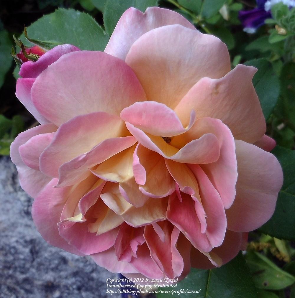 Photo of Rose (Rosa 'Brownie') uploaded by zuzu