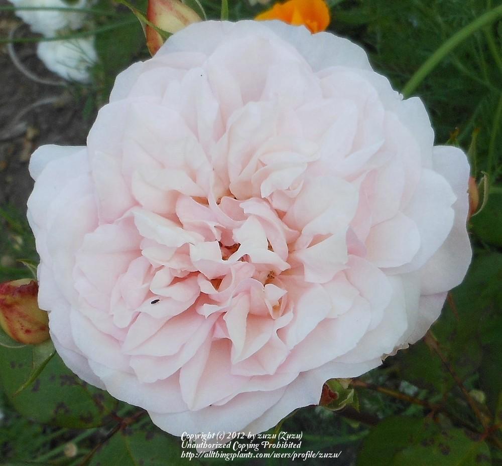 Photo of Rose (Rosa 'Pink Gruss an Aachen') uploaded by zuzu