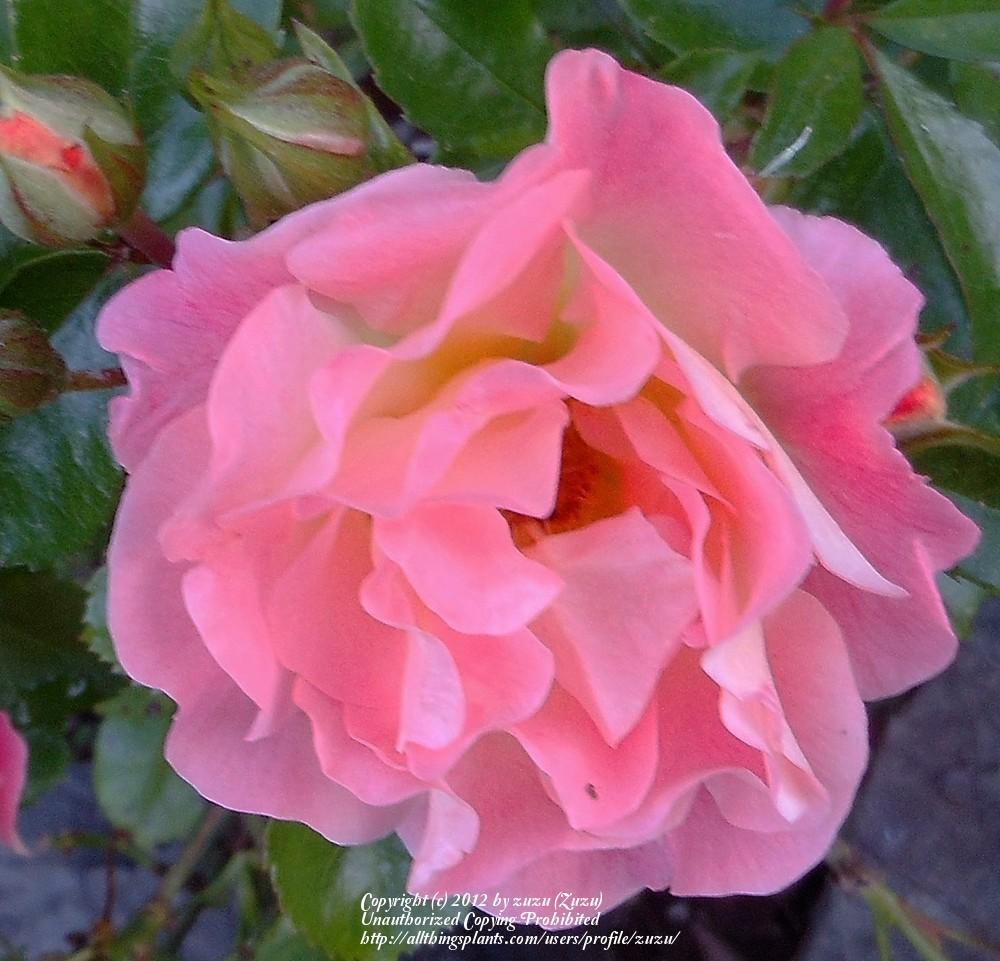 Photo of Rose (Rosa 'Peach Drift') uploaded by zuzu