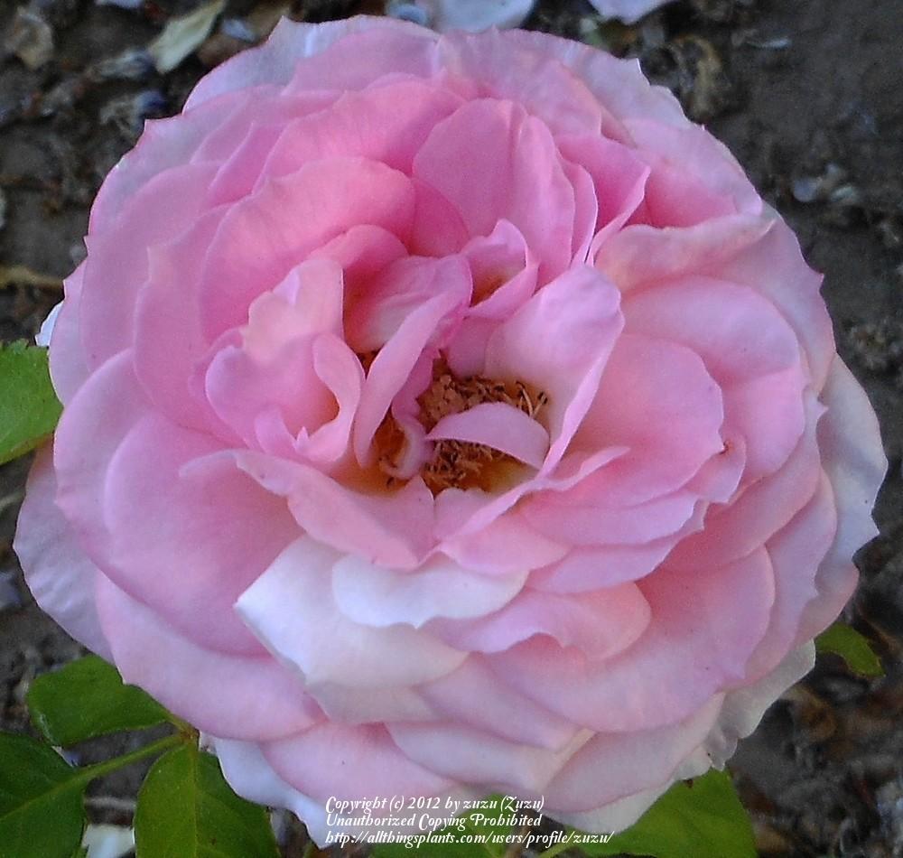 Photo of Rose (Rosa 'Pinocchio') uploaded by zuzu