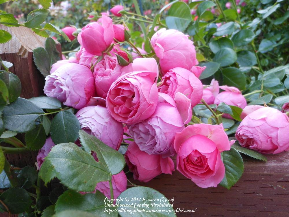 Photo of Rose (Rosa 'Pomponella') uploaded by zuzu