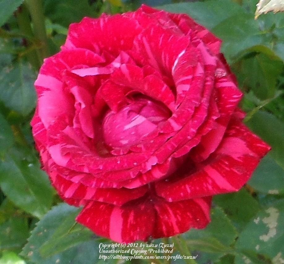 Photo of Rose (Rosa 'Red Intuition') uploaded by zuzu