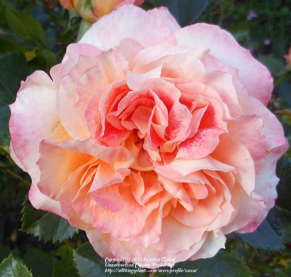 Photo of Rose (Rosa 'Pure Poetry') uploaded by zuzu