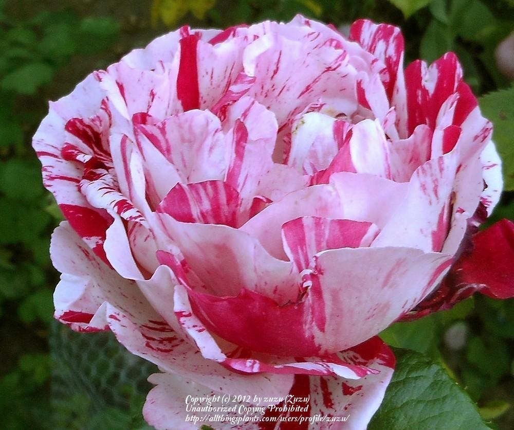 Photo of Rose (Rosa 'Scentimental') uploaded by zuzu