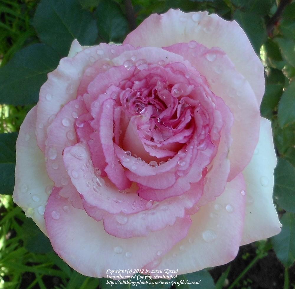Photo of Rose (Rosa 'Souvenir de Baden-Baden') uploaded by zuzu