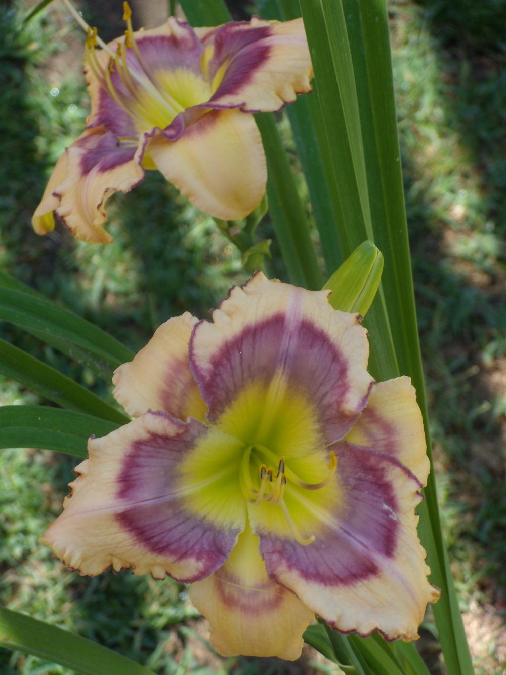 Photo of Daylily (Hemerocallis 'Tricolor') uploaded by Betja