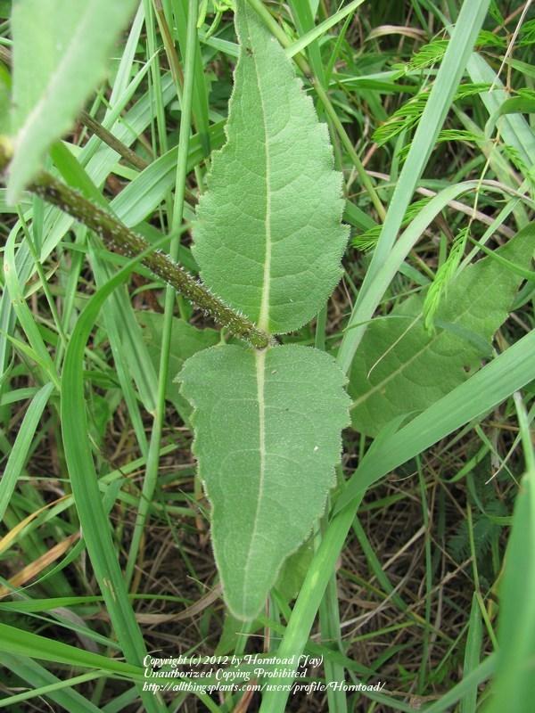 Photo of Rough-stem Rosinweed (Silphium radula) uploaded by Horntoad
